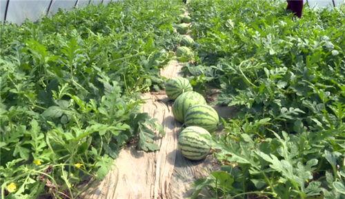 广西吃瓜视频爆料最新,揭秘当地神秘事件！”